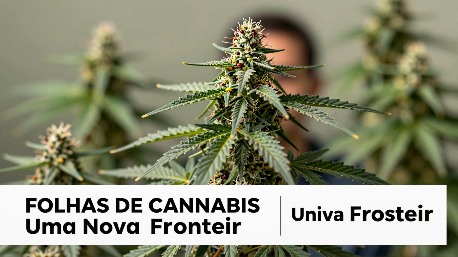 Folhas de Cannabis Contêm Compostos Raros: Uma Nova Fronteira na Medicina