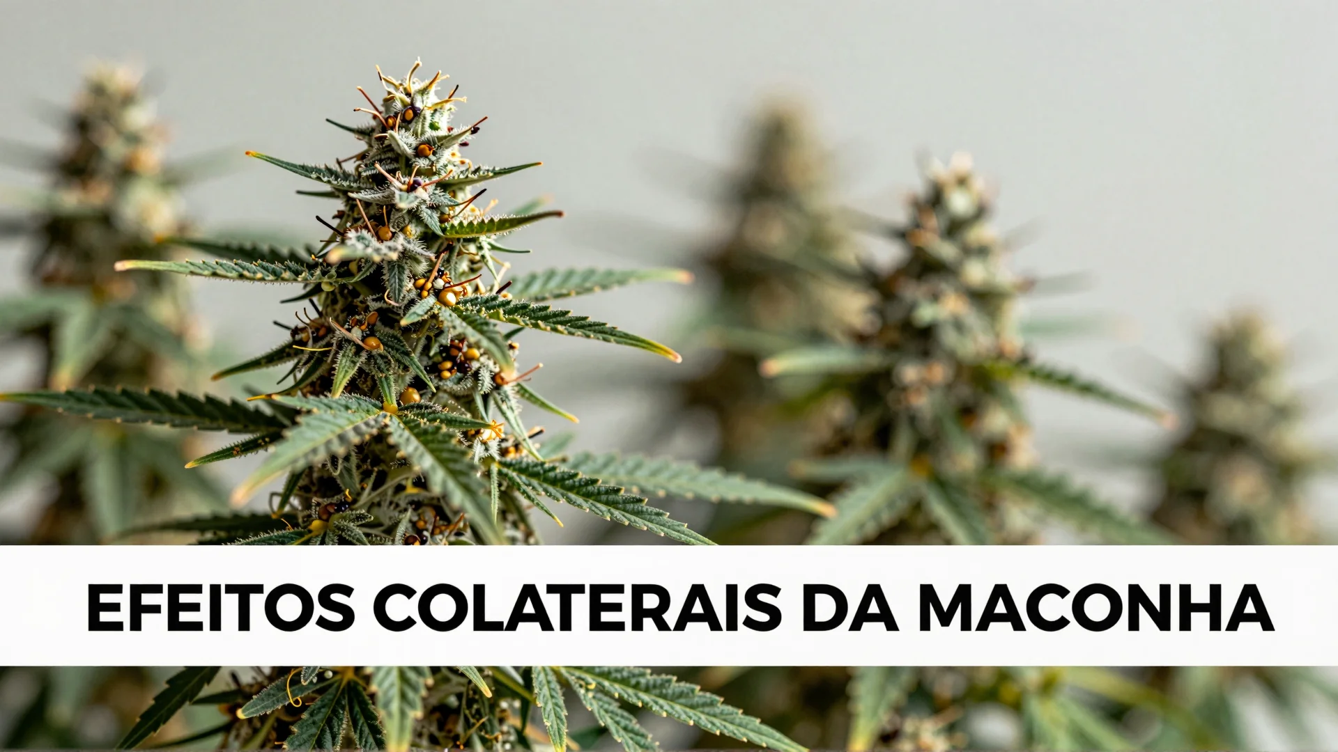Efeitos Colaterais da Maconha: O Que Acontece nas Primeiras Horas Após o Uso